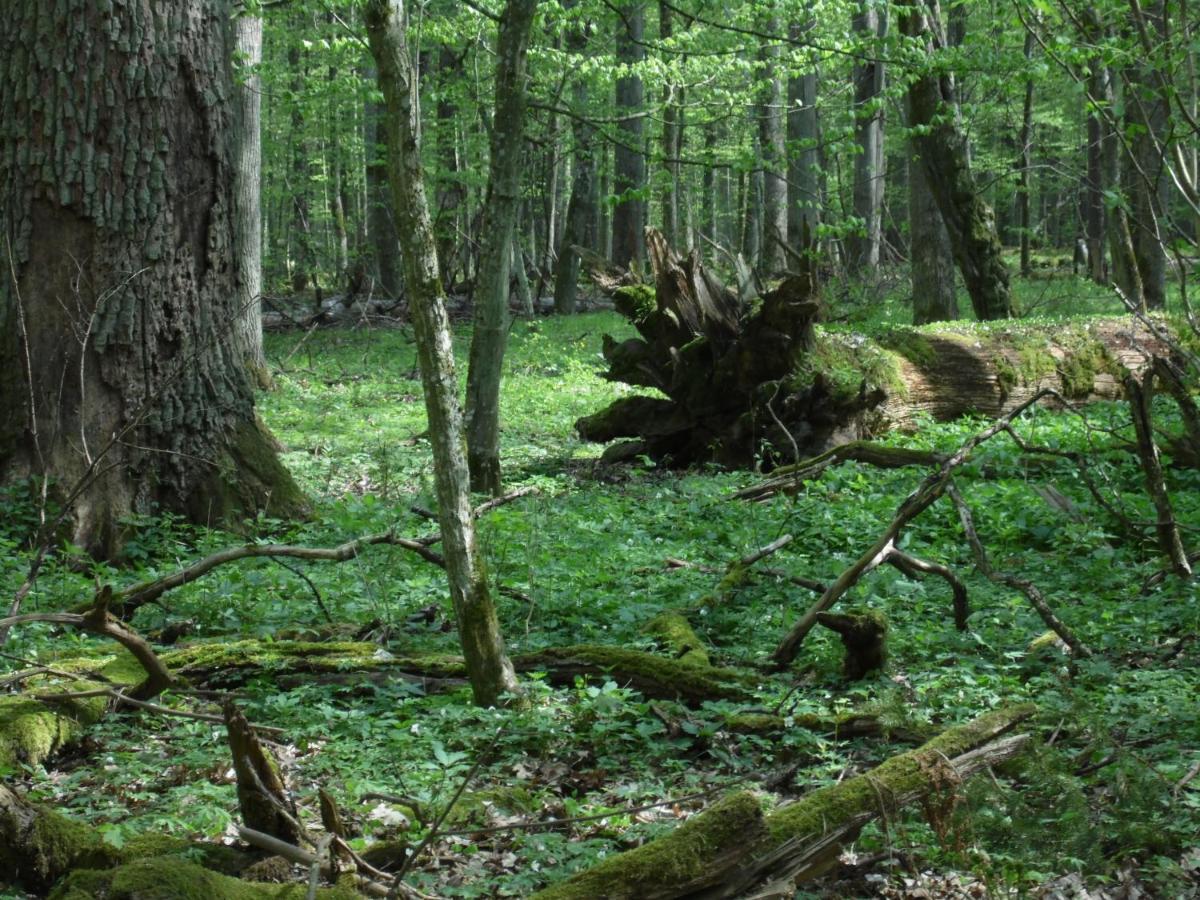 Vila Zielone Zacisze Hajnówka Exteriér fotografie